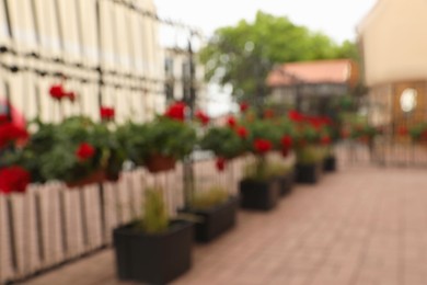 Photo of Blurred view of beautiful potted red geranium flowers growing outdoors