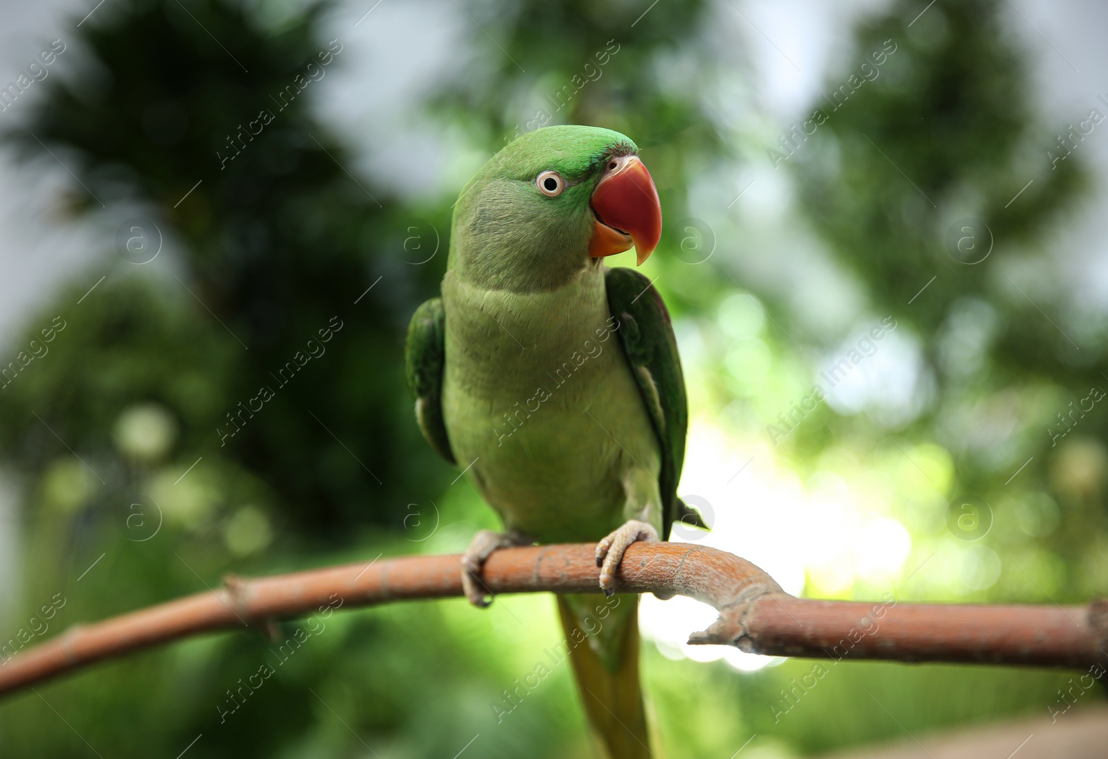 Photo of Beautiful Alexandrine Parakeet on tree branch outdoors