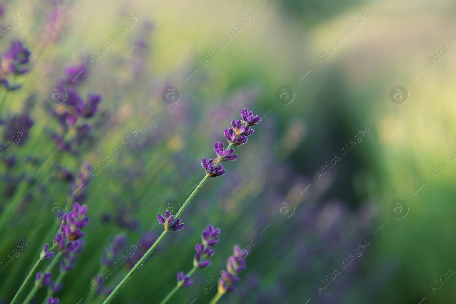 Photo of Beautiful blooming lavender growing in field, closeup. Space for text