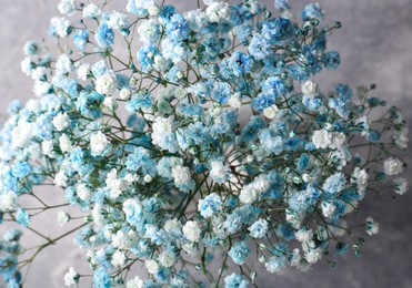 Beautiful dyed gypsophila flowers on light grey background, closeup