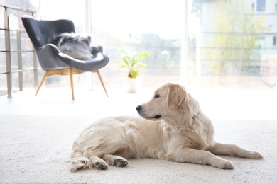 Cute dog lying on carpet at home