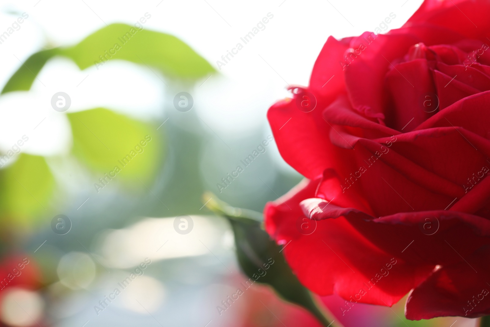 Photo of Closeup view of beautiful blooming rose against blurred background, space for text