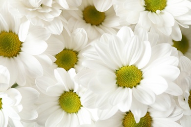 Photo of Beautiful white chamomile flowers as background, closeup