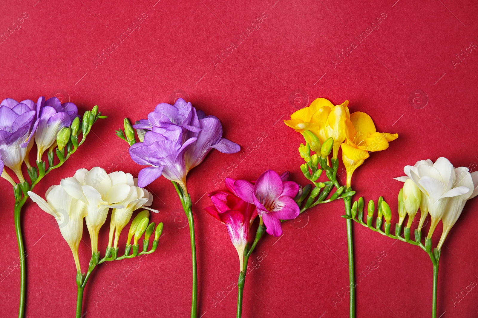 Photo of Beautiful freesia flowers on color background