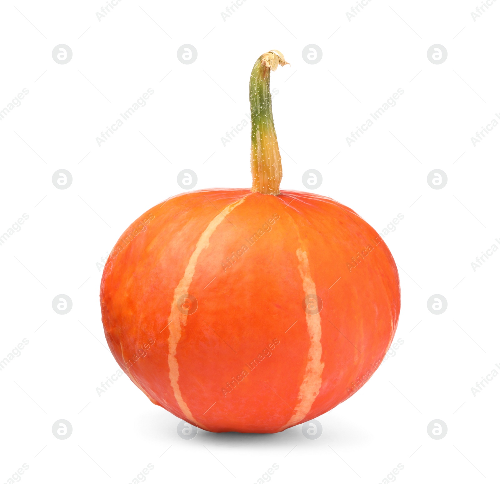 Photo of One whole ripe pumpkin isolated on white