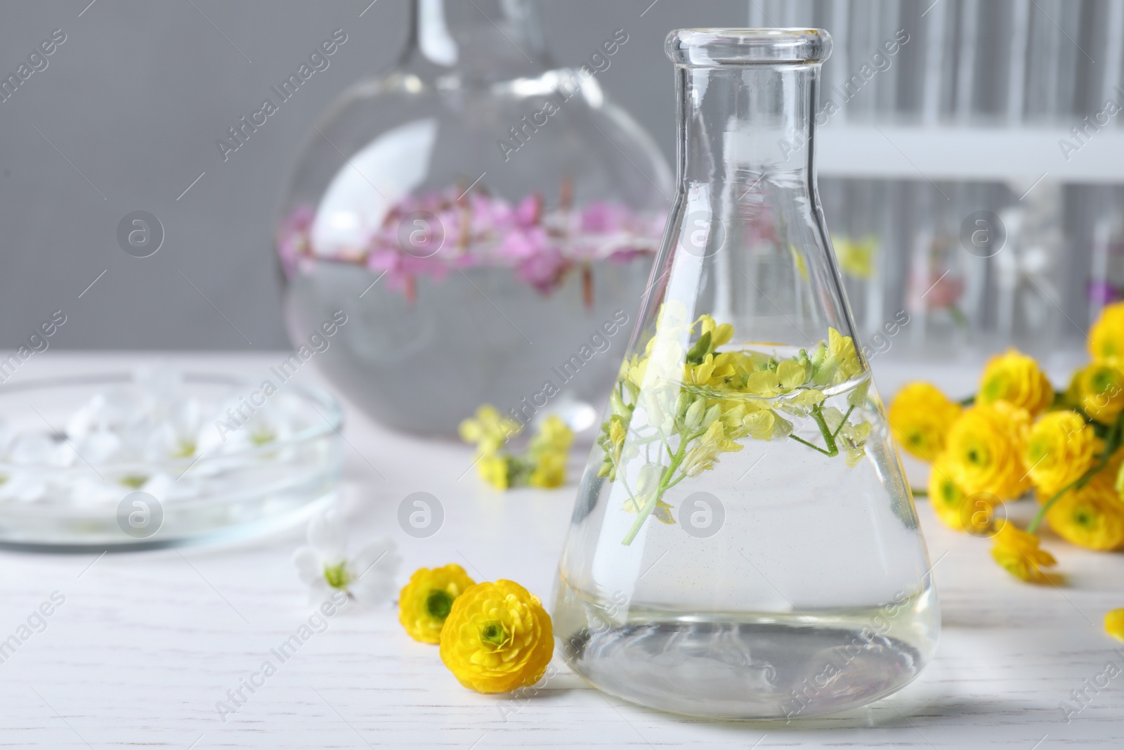Photo of Laboratory glassware with flowers, focus on flask. Extracting essential oil for perfumery and cosmetics