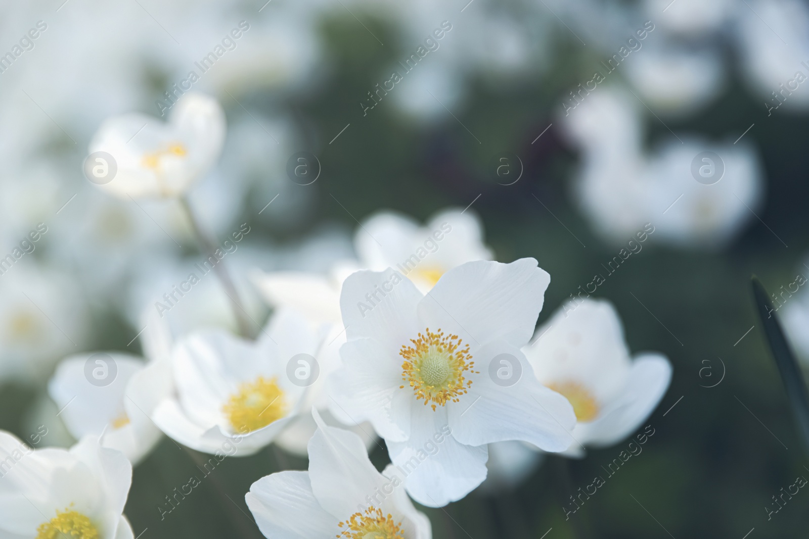 Photo of Beautiful blossoming Japanese anemone flowers outdoors on spring day