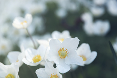 Beautiful blossoming Japanese anemone flowers outdoors on spring day