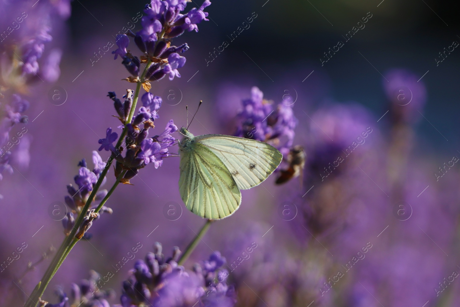 Photo of Beautiful butterfly in lavender field on sunny day, closeup