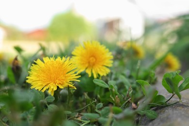 Beautiful bright yellow dandelions with green leaves outdoors, closeup