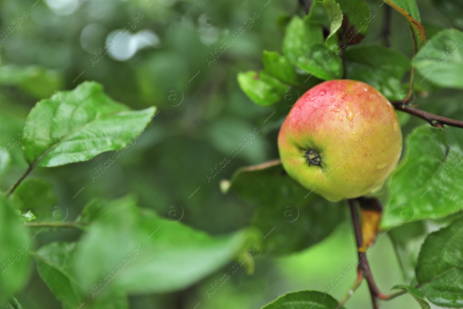 Photo of Branch of apple tree with ripe fruit in garden, closeup