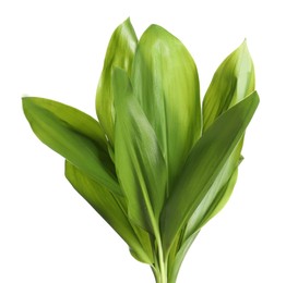 Beautiful lily of the valley leaves on white background