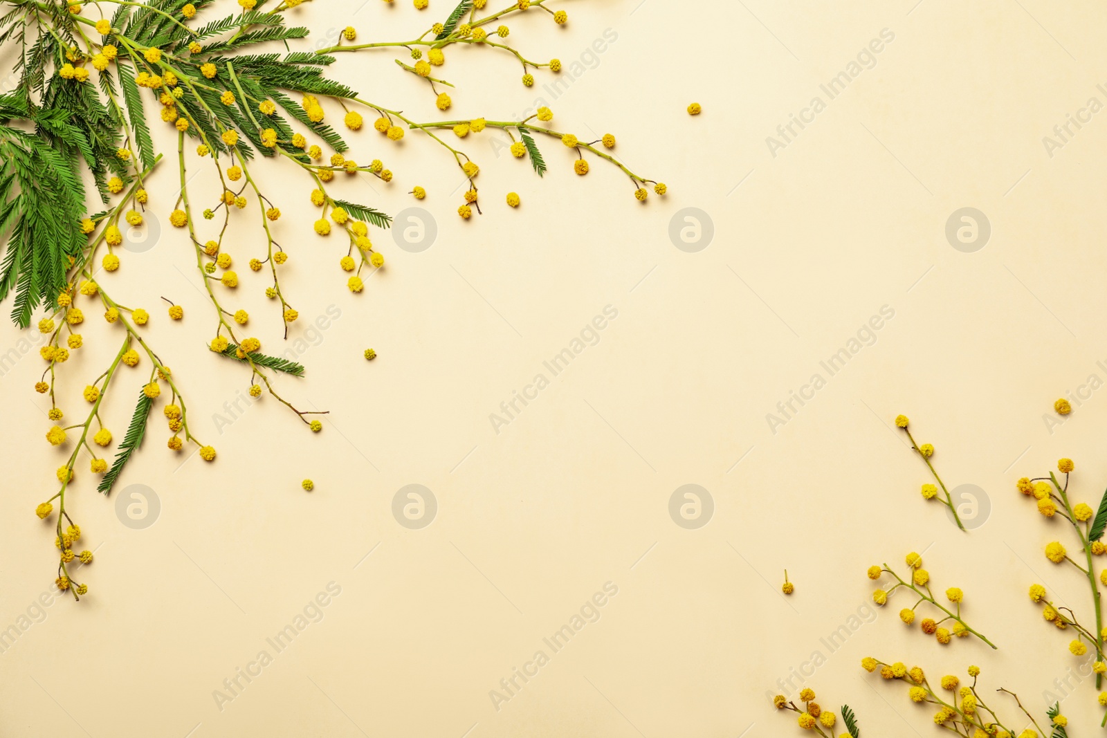 Photo of Flat lay composition with mimosa flowers on beige background, space for text. Spring holiday