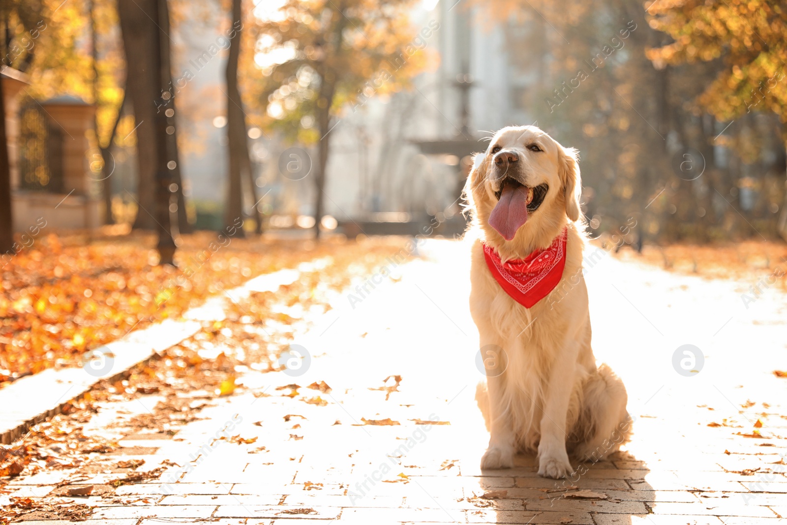 Photo of Funny Golden retriever in sunny autumn park