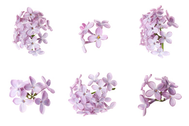 Image of Set of fragrant lilac flowers on white background