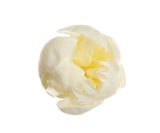 Beautiful fresh peony flower on white background, top view