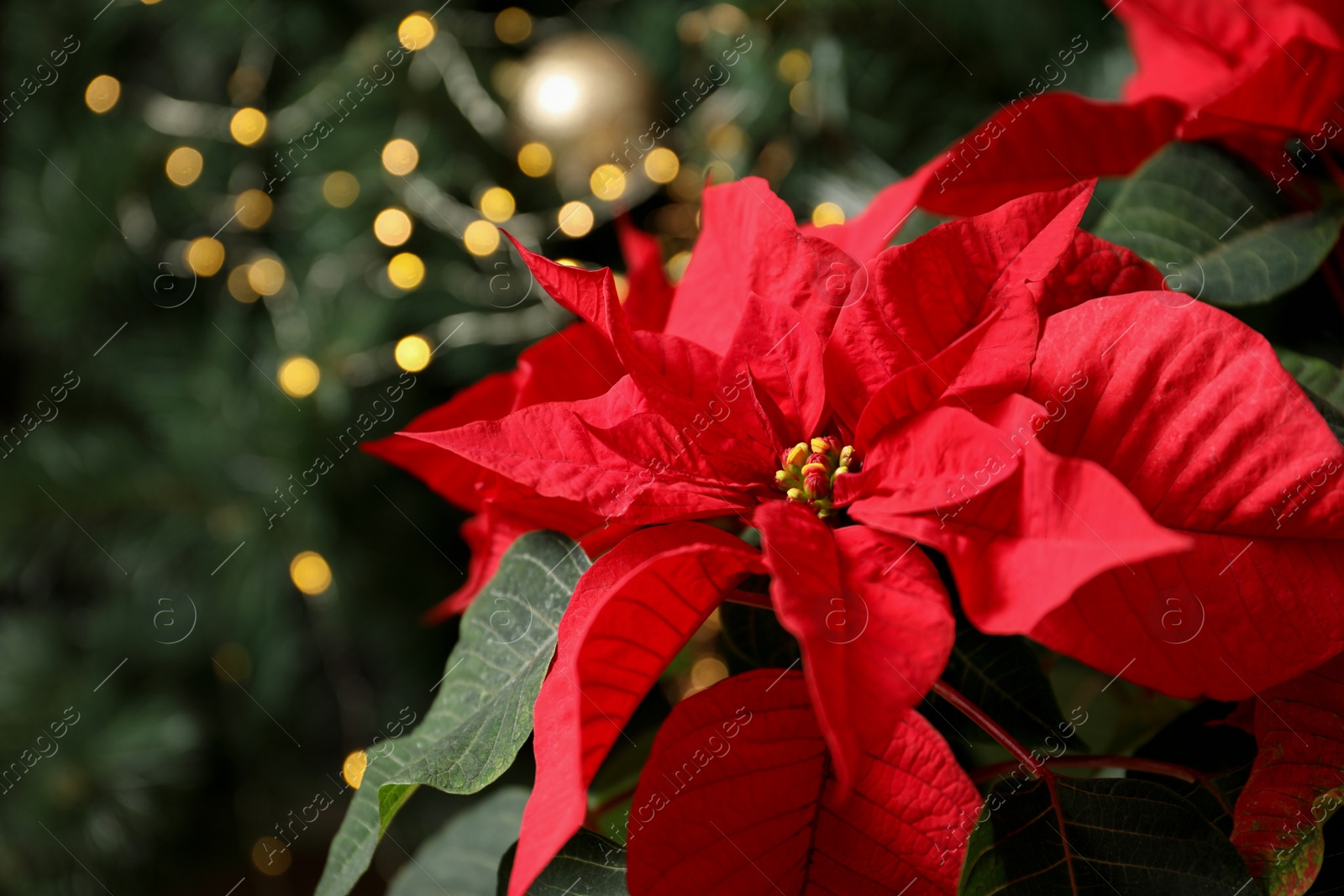 Photo of Beautiful poinsettia and space for text on blurred background. Traditional Christmas flower