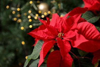 Photo of Beautiful poinsettia and space for text on blurred background. Traditional Christmas flower