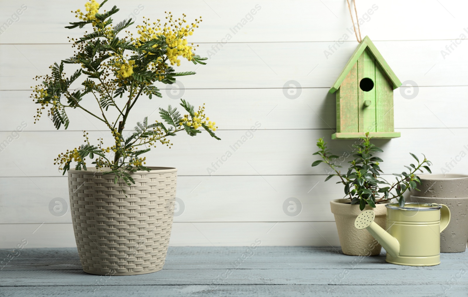 Photo of Composition with beautiful mimosa plant in pot near white wooden wall