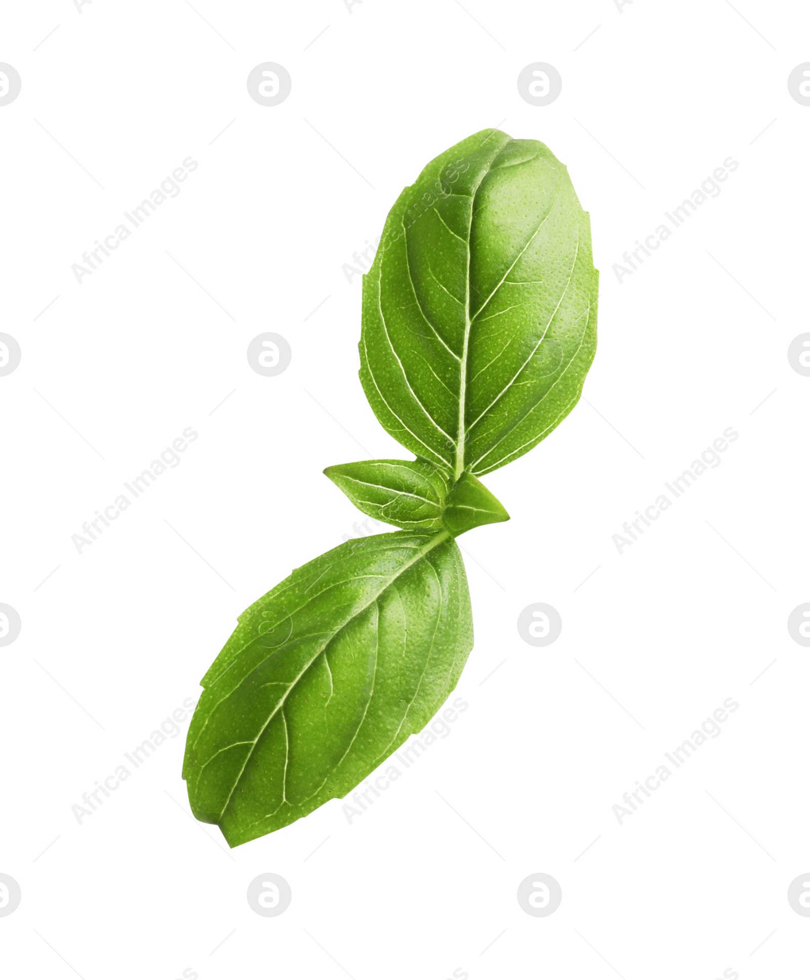 Photo of Aromatic green basil sprig isolated on white. Fresh herb