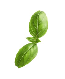 Aromatic green basil sprig isolated on white. Fresh herb