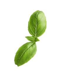 Photo of Aromatic green basil sprig isolated on white. Fresh herb