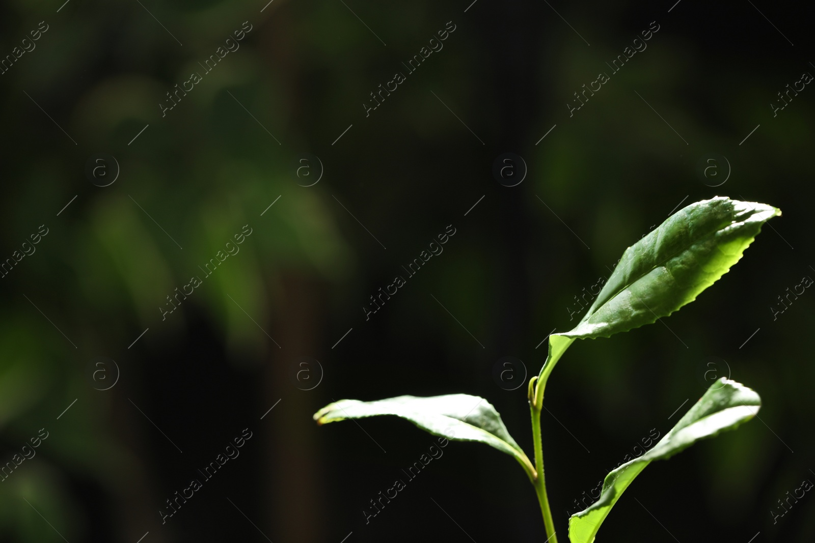 Photo of Closeup view of green tea plant against dark background. Space for text