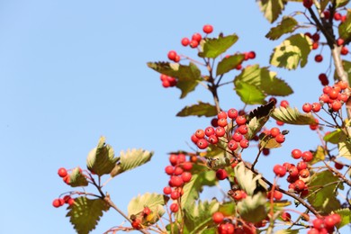 Photo of Rowan tree branches with red berries against blue sky, space for text