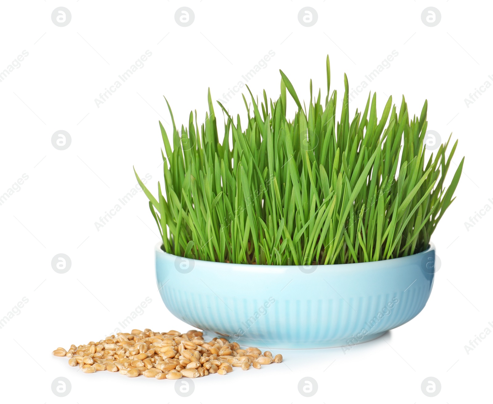 Photo of Bowl with fresh wheat grass and seeds isolated on white