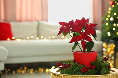Potted poinsettia and festive decor on coffee table in room, space for text. Christmas traditional flower