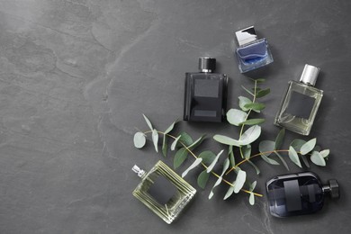 Floral fragrance. Luxury perfumes and eucalyptus branches on black table, flat lay. Space for text