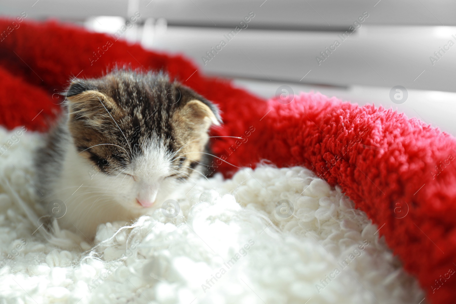 Photo of Adorable little kitten sleeping on blanket near window indoors. Space for text