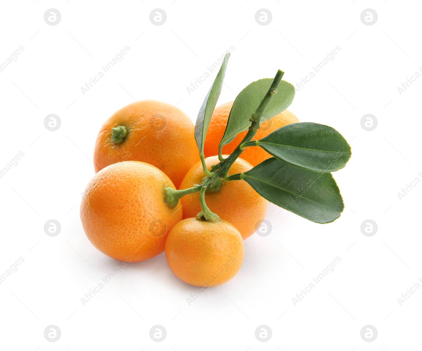 Photo of Branch of ripe tangerines isolated on white. Tasty citrus fruit