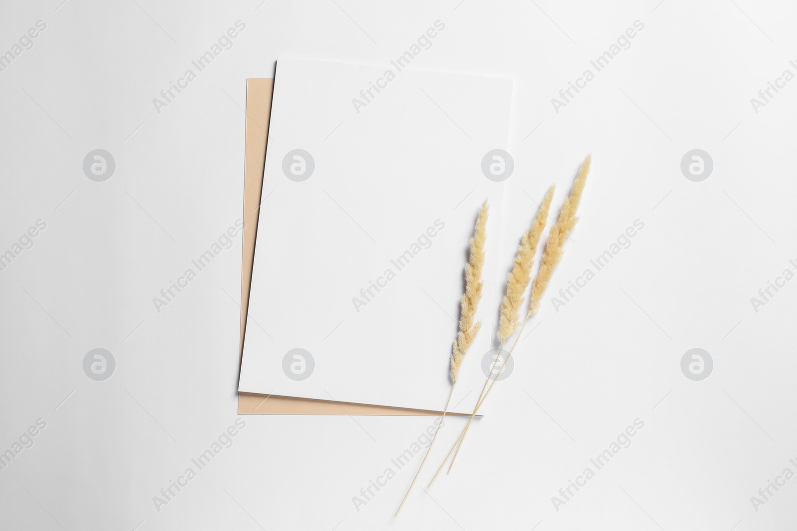 Photo of Empty sheet of paper and dry decorative spikes on white background, flat lay. Mockup for design