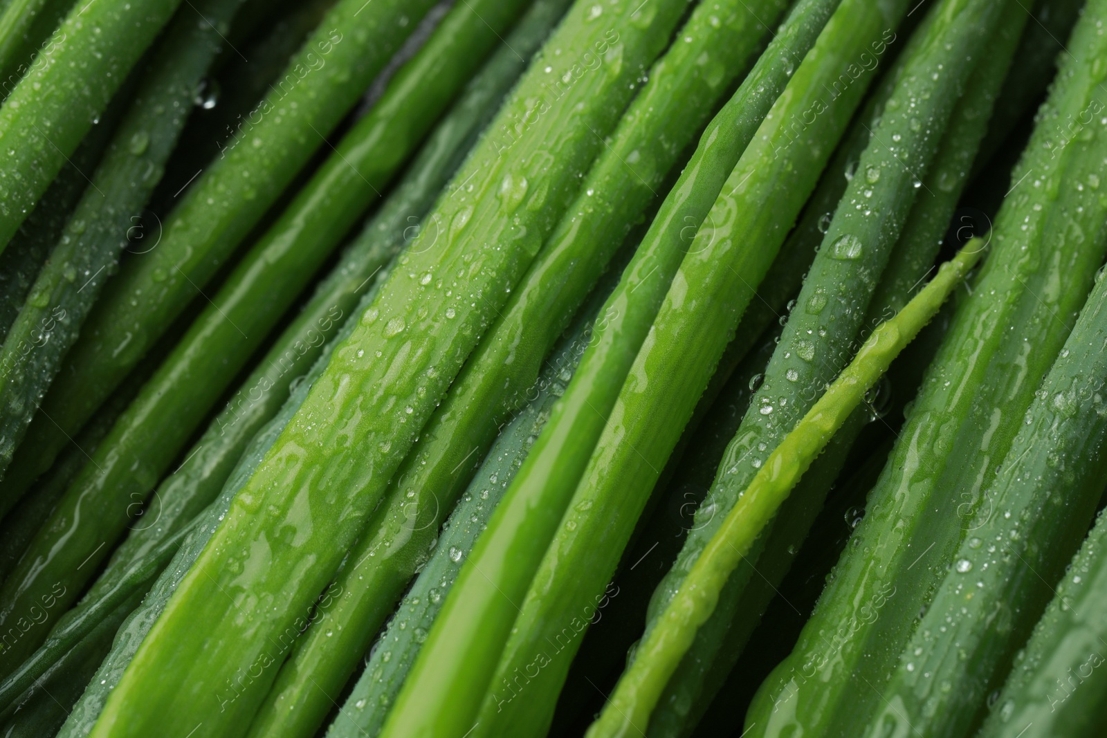 Photo of Fresh green spring onions with water drops as background, closeup