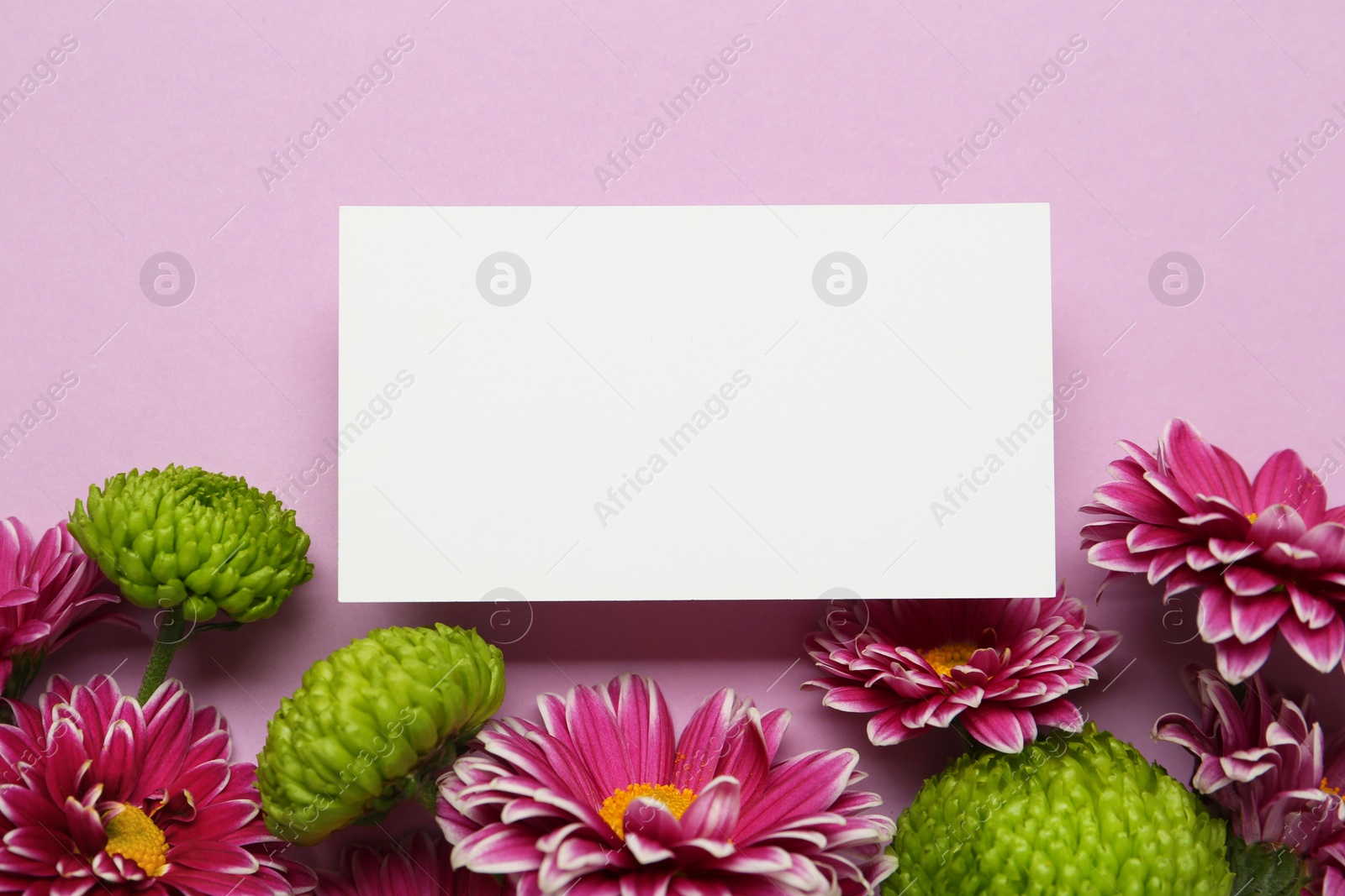 Photo of Beautiful chrysanthemum flowers and blank card on pale pink background, flat lay. Space for text