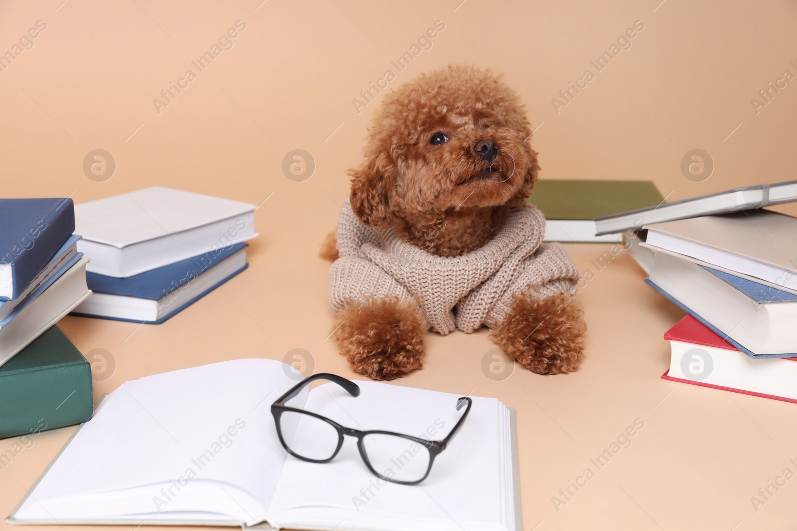 Photo of Cute Maltipoo dog in knitted sweater surrounded by many books on beige background