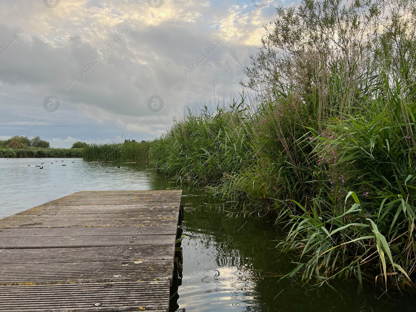 Photo of Picturesque view of river reeds and cloudy sky