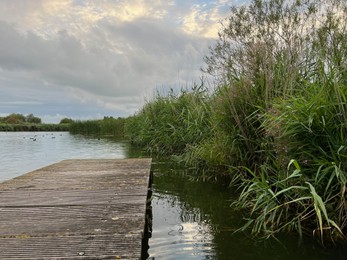 Picturesque view of river reeds and cloudy sky