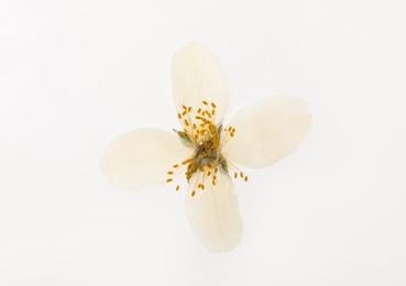 Photo of Wild dried meadow flower on white background, top view