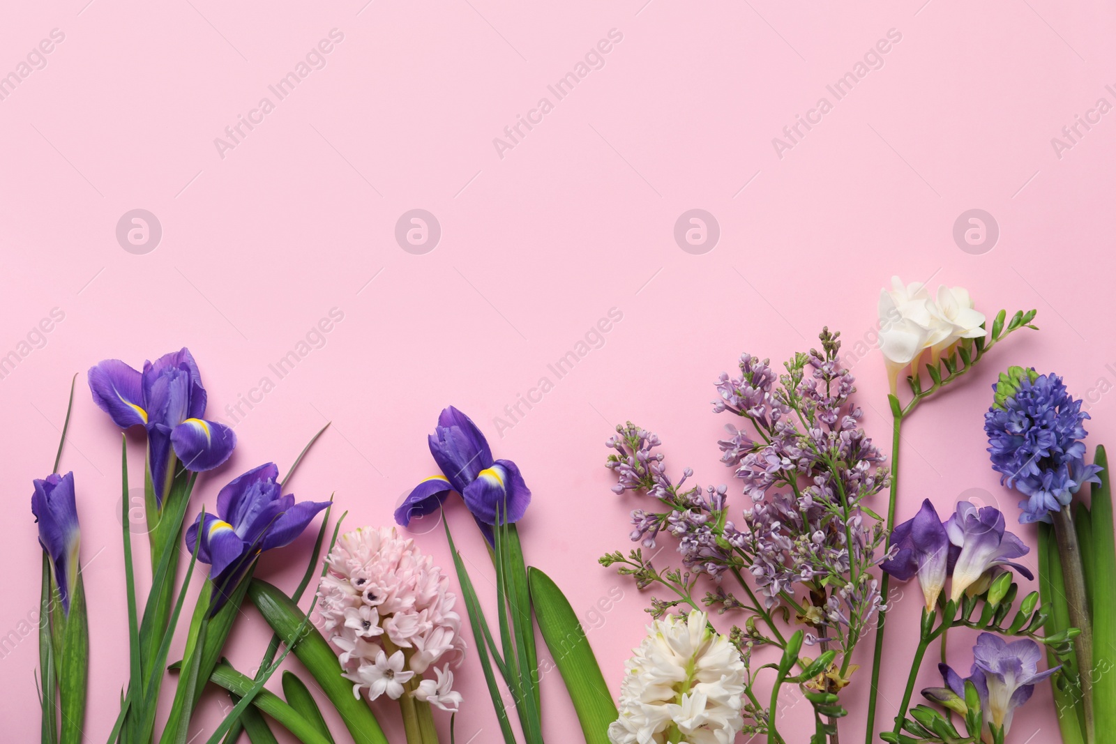 Photo of Flat lay composition with spring flowers on pink background. Space for text