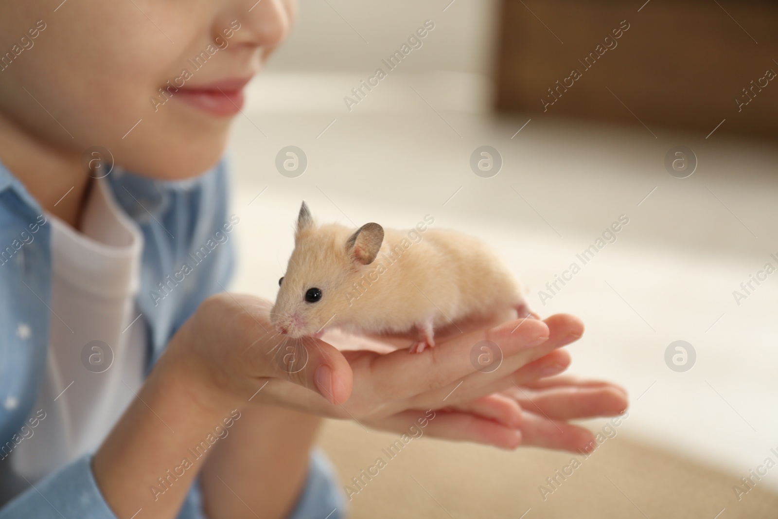 Photo of Little girl holding cute hamster at home, closeup