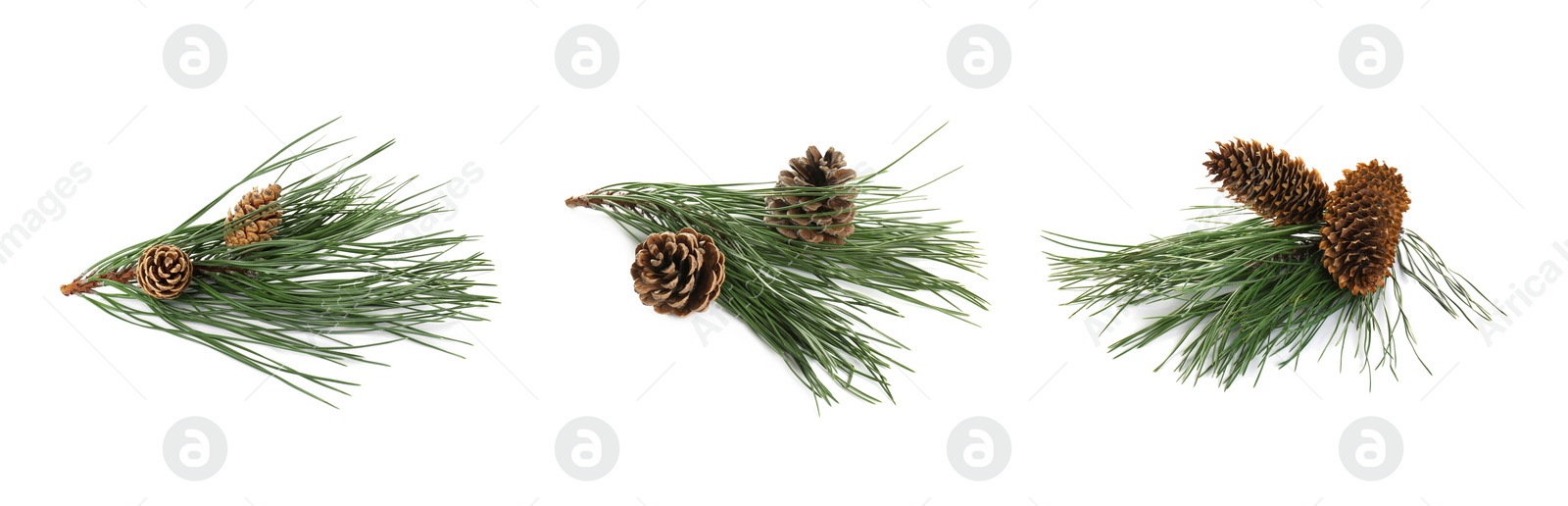 Image of Fir tree branches with pinecones on white background, collage. Banner design