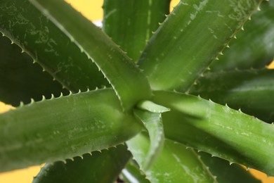Photo of Beautiful green aloe vera plant, top view