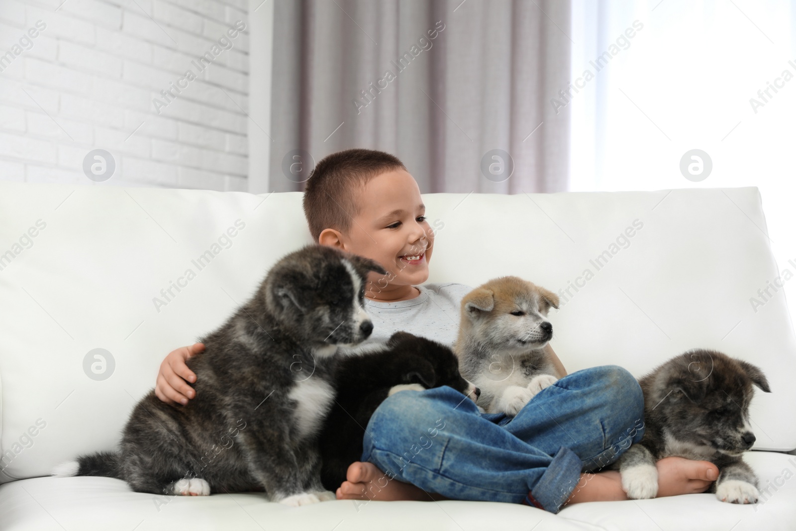Photo of Little boy with Akita inu puppies on sofa at home. Friendly dog