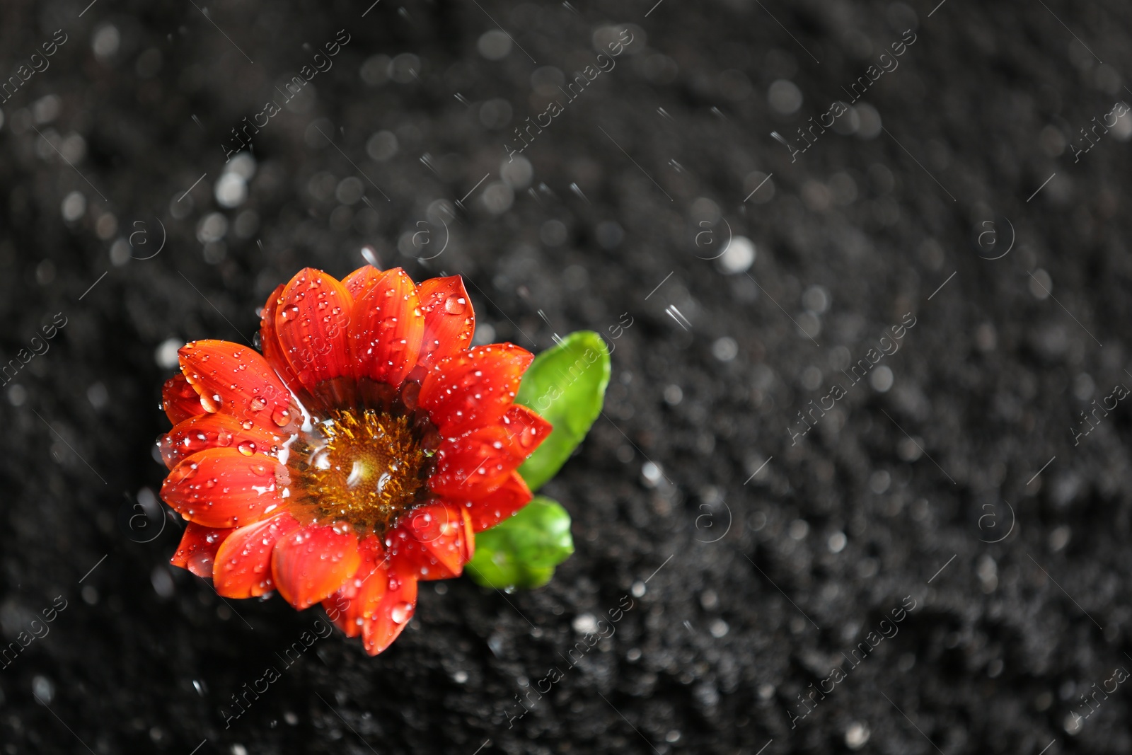 Photo of Fresh flower in fertile soil under rain, space for text