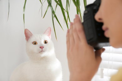 Photo of Professional animal photographer taking picture of beautiful white cat indoors, closeup