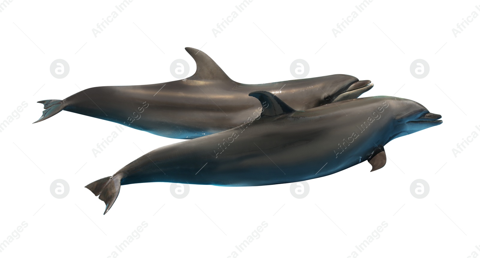 Image of  Beautiful grey bottlenose dolphins on white background