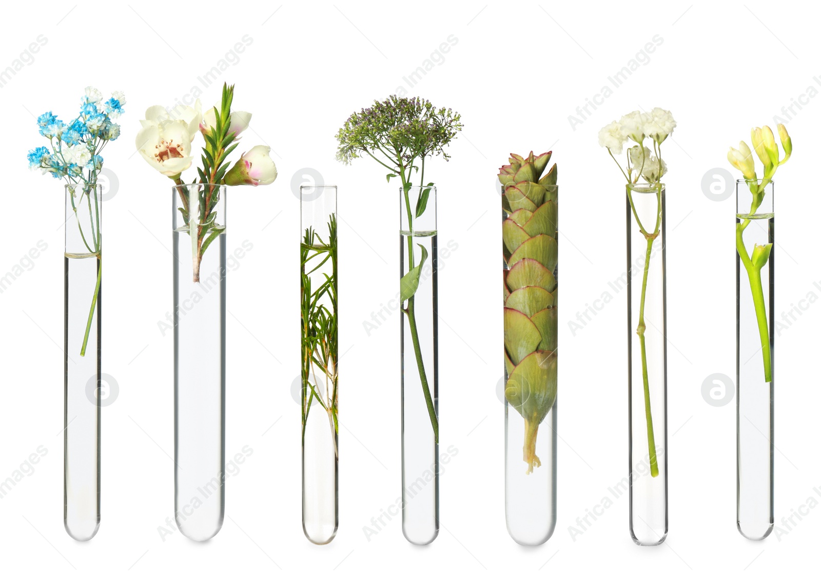 Image of Set with different plants in test tubes on white background