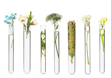 Set with different plants in test tubes on white background
